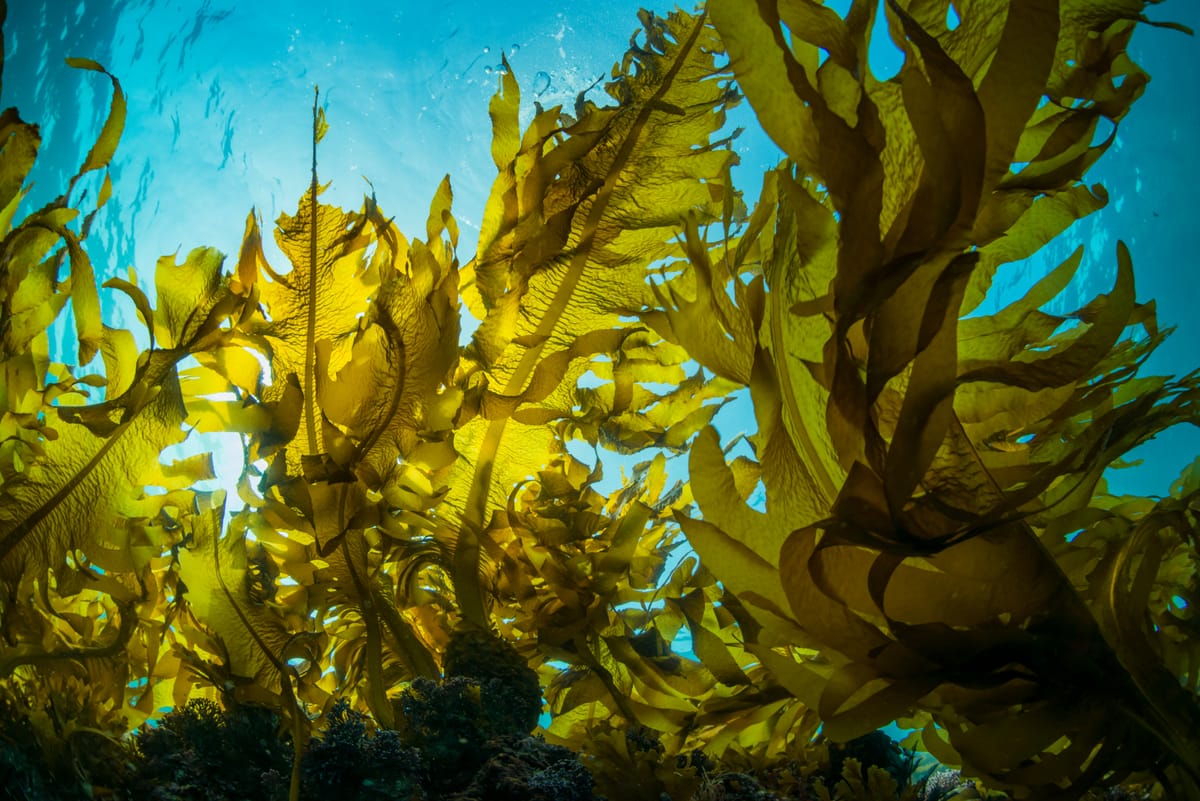 Scaling seaweed-based alternatives to plastics