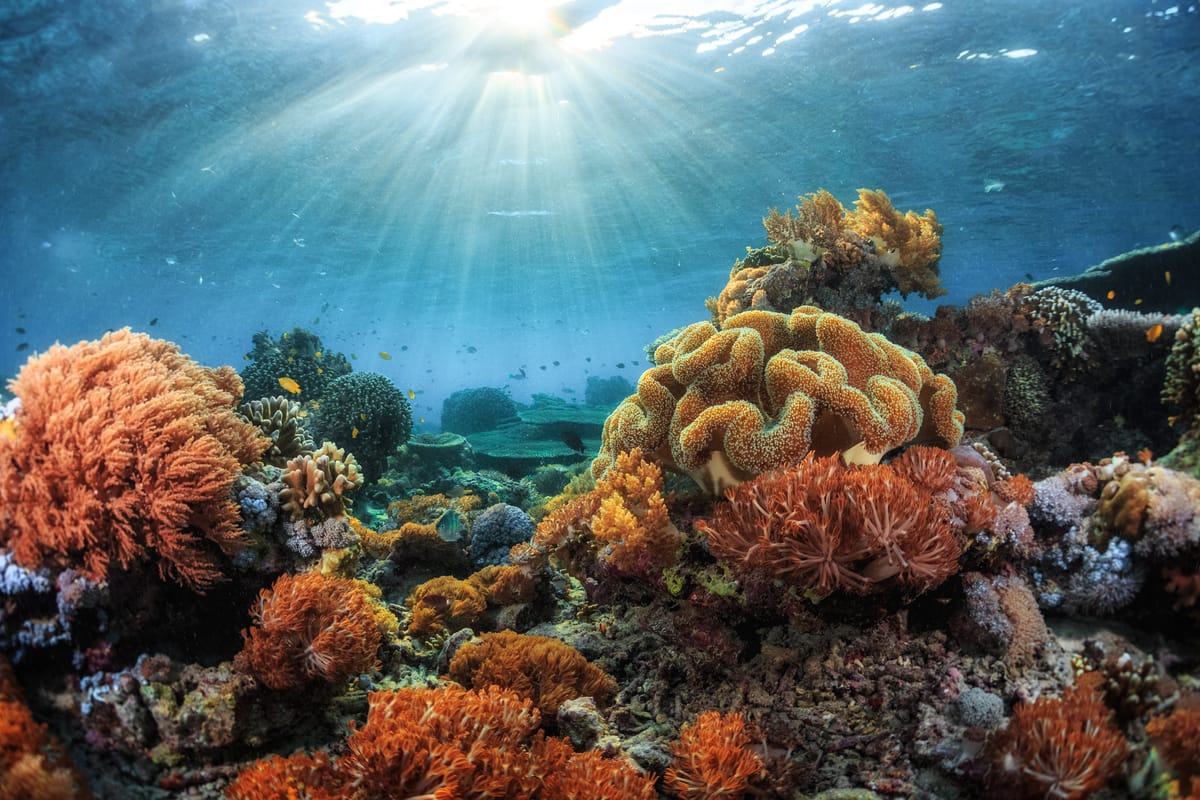 Restoring Coral Reefs as the Ocean Gets Warmer