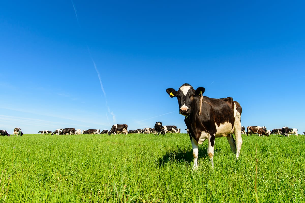 Decarbonizing the dairy industry