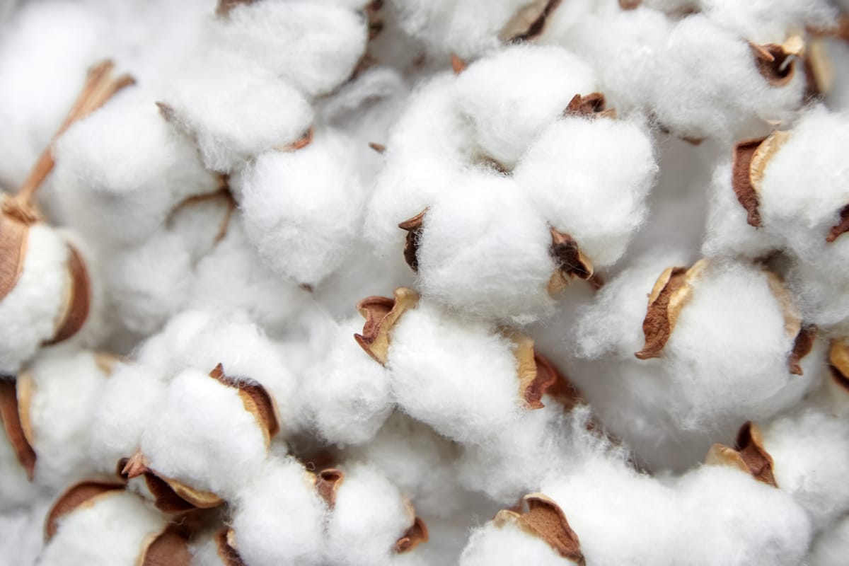 Growing cotton sustainably in a lab