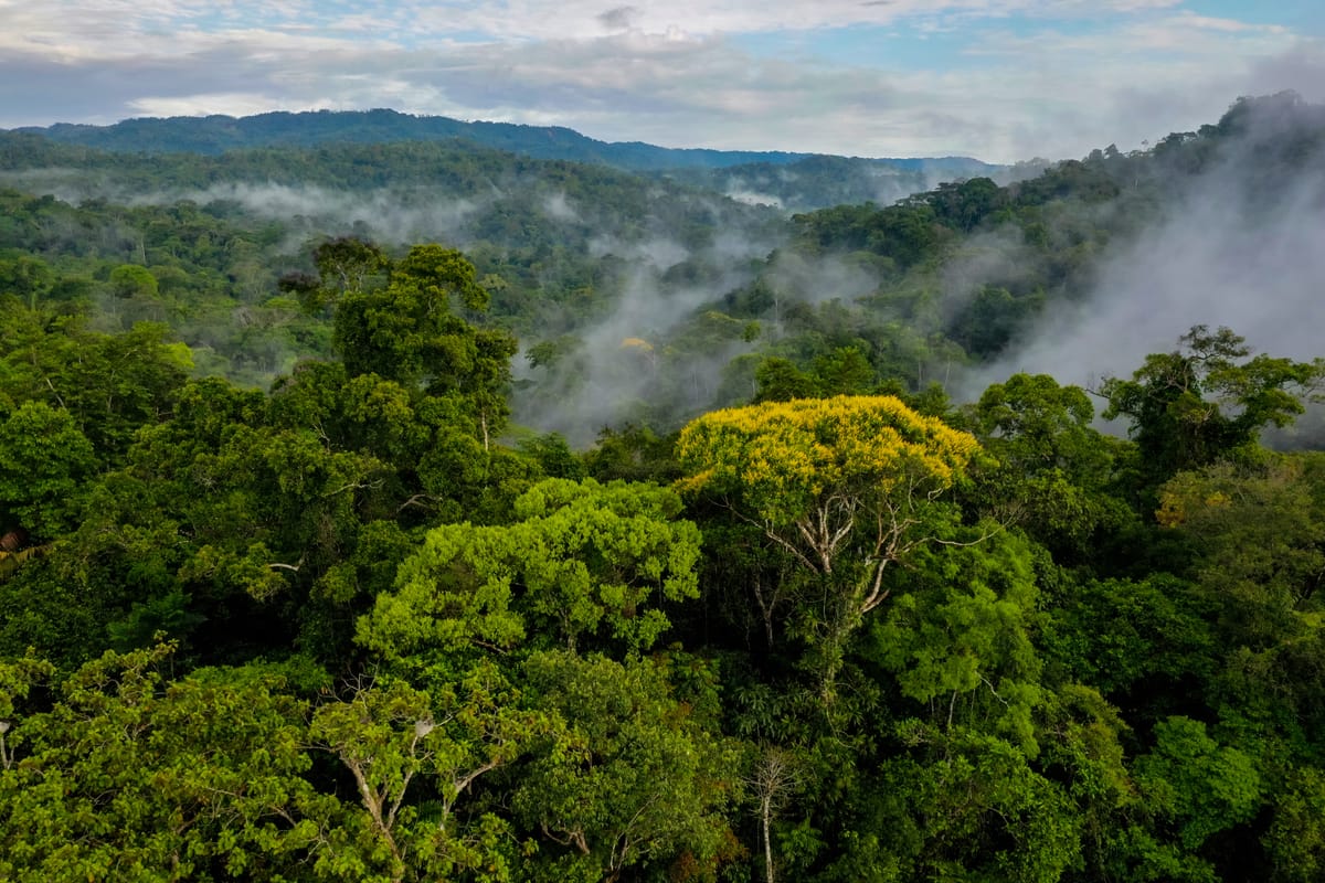 Unlocking investment for tropical forests