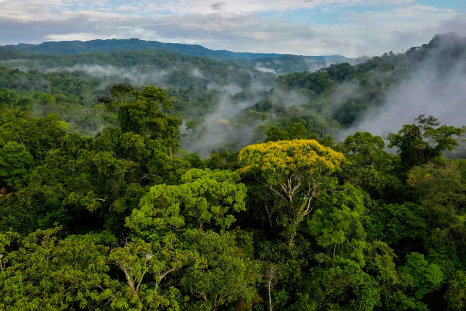 Unlocking investment for tropical forests