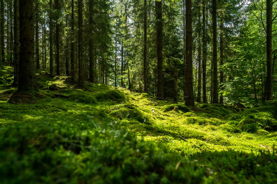 Tracking forest health with environmental sensors